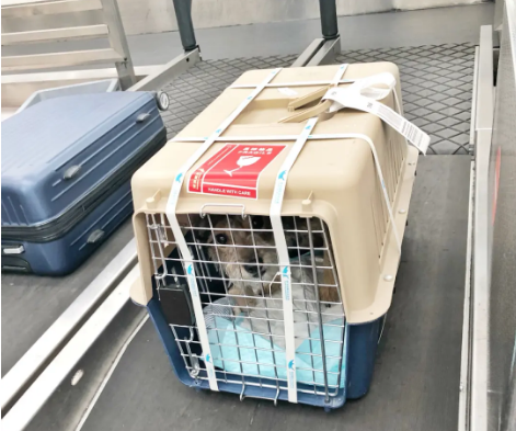 静海宠物托运 宠物托运公司 机场宠物托运 宠物空运